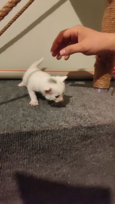 Pişiklər: Чисто белый котенок (мальчик) чисто белая котенок (девочка) белый