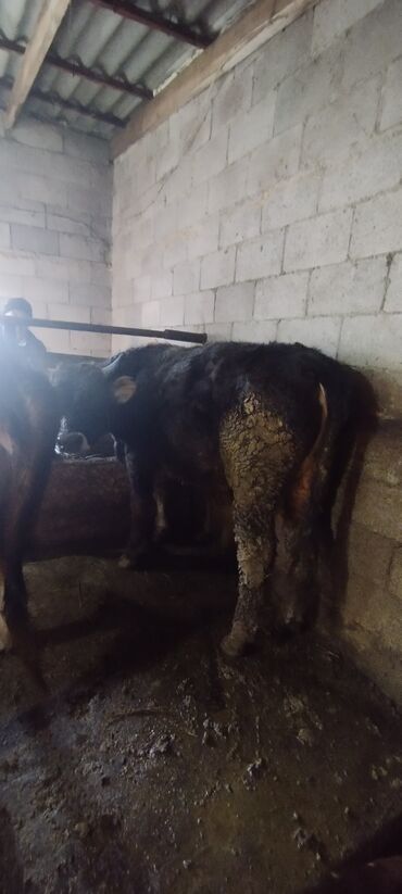 Коровы, быки: Продаю | Бык (самец) | Швицкая | Осеменитель — 4