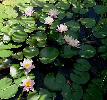 Другие садовые цветы и кустарники: Садовые растения - кустарники ( вейгела пестролистная, рябинник — 4