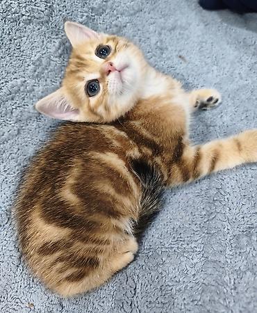 Продажа кошек: Предлагается к предварительному резерву шотландский котенок. Скоттиш — 2