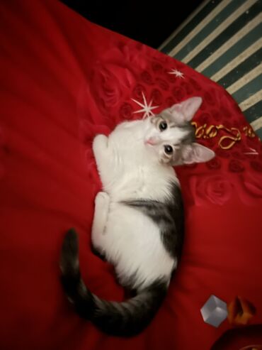 Pişiklər: Dişi, Yaxşı əllərə -da lalafo.az — 7 Pişiklər: Dişi, Yaxşı əllərə — 7