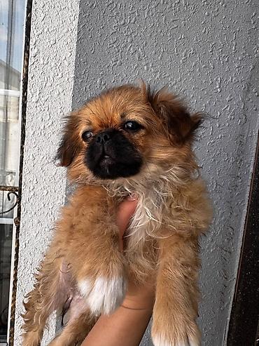 pekines itlerinin satisi: Pekines — 1