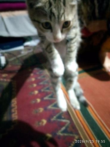 отдам даром котят: Котята, домашние, подростки. Описание: - Окрас: один тигровый — 1