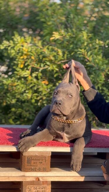 İtlər: Kane-Korso, 3 ay, Erkek, Sənədli — 2