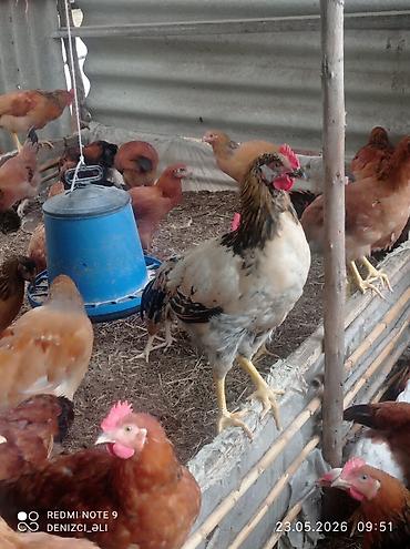 tap az qusar heyvanlar: Salam bu gorduyunuz lider sortu HEM ETLIK HEMDE YUMRTALIGUCUN — 3