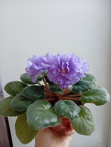 Фиалки и глоксинии: Продаю фиалки есть детки — 5