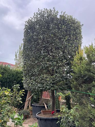 palid agaci: Evergreen dekorativ ağac – formalı tacla - Bitki tipi: Həmişəyaşıl — 1