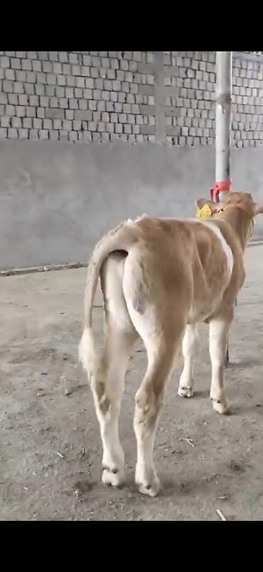 Dana, buzov: 2 ay yarimliq temiz saf qan simental dana erkək prablemi yoxdu yem ot -da lalafo.az — 4 Dana, buzov: 2 ay yarimliq temiz saf qan simental dana erkək prablemi yoxdu yem ot — 4