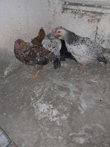 Toyuqlar: Temiz ked colpasdi saglam colpadi 6edeti