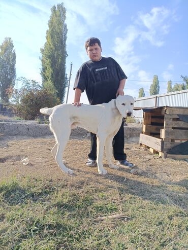 сколько стоит домик для кошки: Алабай, 11 месяцев, Самец, С прививкой