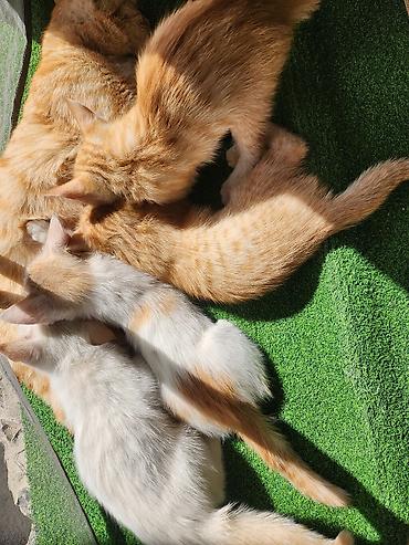 үй жаныбарлары: Котята, отдадим котят в добрые руки. Котятам 2 месяца, очень игривые и — 1