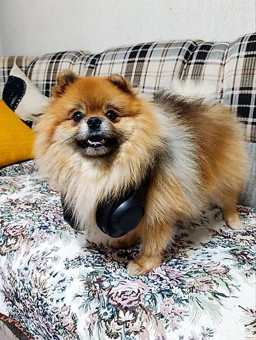 Продажа собак: Щенки-полупомеранцы ищут дом! 🐶❤️ Продаются очаровательные щенки! ❤️🐶 — 8