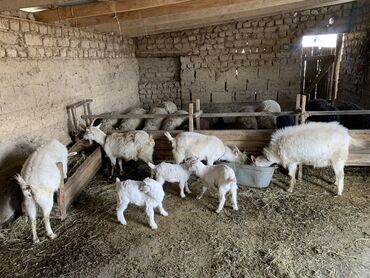 продаю коз: Продаю | Коза (самка), Козёл (самец), Козлёнок | Зааненская | Для молока