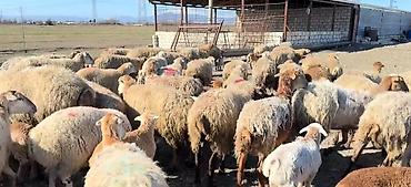 cins keciler: Erkək, il: 1, Damazlıq, Pulsuz çatdırılma — 7