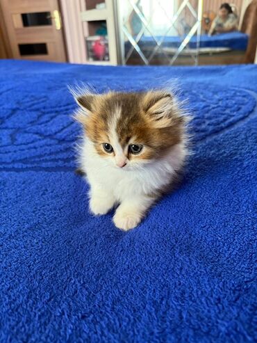 Pişiklər: Şinşilla, Erkək, Dişi, Ünvandan götürmə — 5