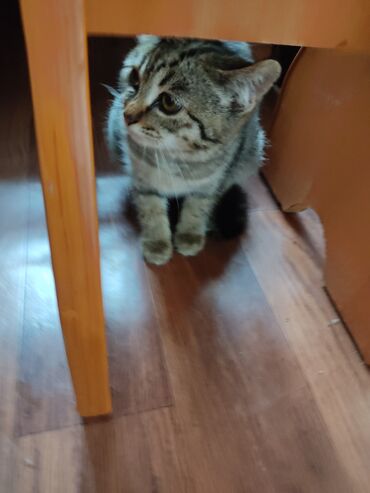 Отдам даром кошку: КОШКИ И КОТЯТА У НАС ПРИЮТ любой окрас есть можете выбрать у нас — 24