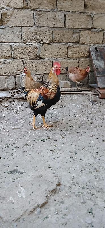 barter xoruz: Məhsul: Xoruzlar (ev quşu) Təsvir: - Şəkillərdə fərqli rəng — 4
