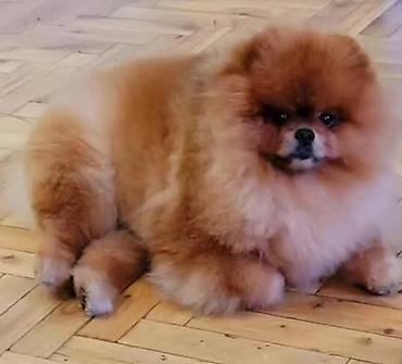 kupujem prodajem pomeranac: Pomeranian Star renomirana odgajivačnica pomeranaca iz Beograda je — 10