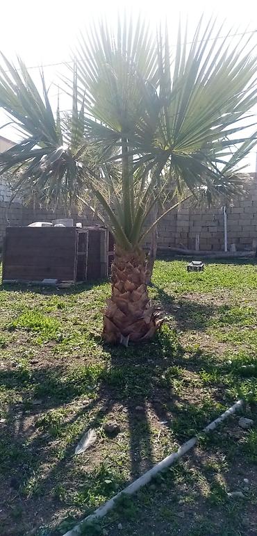 Ağaclar: Salam saglam agcdı real alıcılar zeng vursun — 1