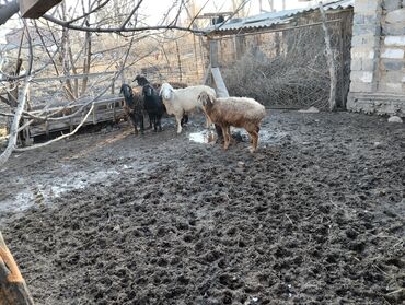 купить дойную козу: Продаю | Овца (самка) | На забой, Для разведения | Ярка