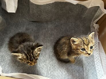 Отдам даром кошку: Кошка даром: Бенгальская, 1 месяц, Мальчик