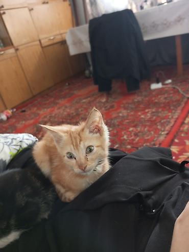 бенгалская кошка даром: 3 месяца, Мальчик — 2