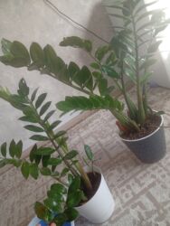 растение бамбук: Замиокулькас (Долларовое дерево)