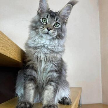 Other: Maine coon Kittens για δωρεάν υιοθεσία Προσφέρουμε υγιεινά και