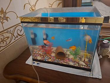 akvarium dekor: Akvaryum komplekti 24 l tutur baliqlarla birlikdə - Şüşə akvaryum, üst — 1