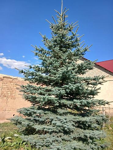 ковры бишкек цена: Голубой ель (picea pungens) — 4
