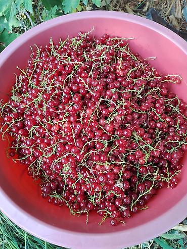 Смородина: Смородина — 4