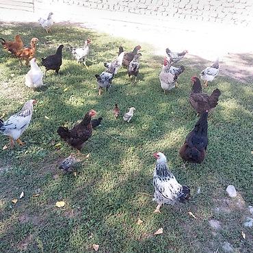 цыплята брама бишкек: Продаю домашние курицы — 3