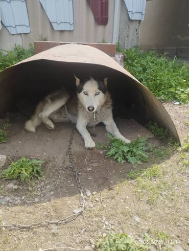 Продажа собак: Хаски, 2 года, Самка