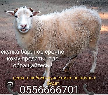руский спанель: Скупаю оптом баранов, кому срочно надо продать, обрщ по номеру — 2