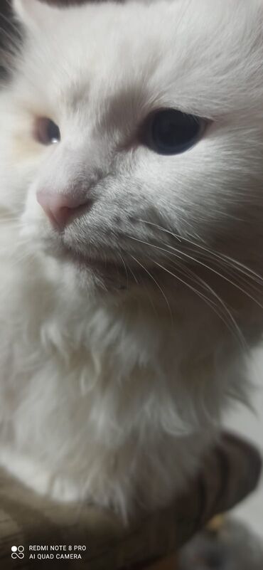 Pişiklər: Britan yastı qulaq, Erkək, Yaxşı əllərə — 21