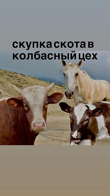 наполнитель тофу: Колбасный цех : Коровы, быки, | На забой, на мясо — 1
