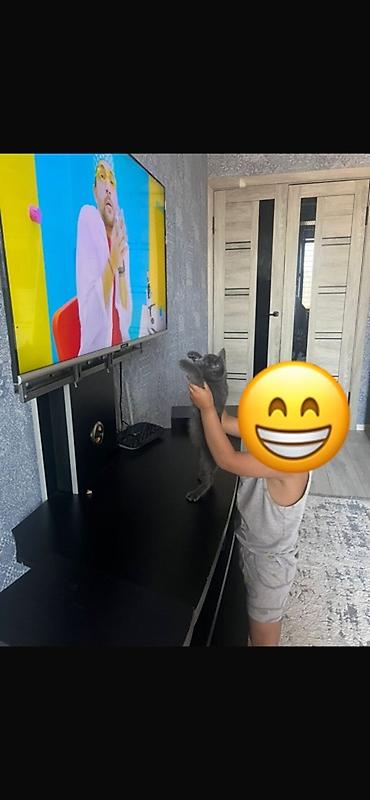 Мышыктар: Орус көгүлтүр, 3 айлык, Ургаачы, Көгүлтүр, Лотокко барууга үйрөтүлгөн — 6