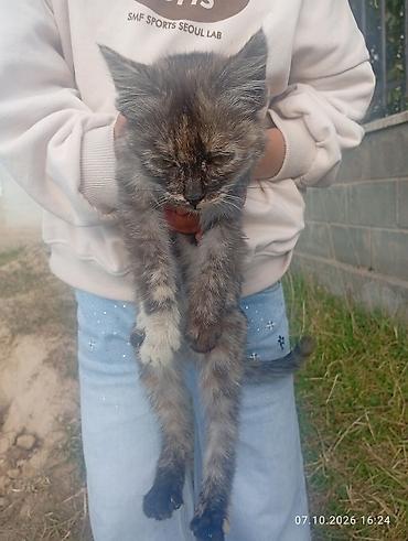 Котёнок черепахового окраса. - Полудлинная шерсть с красивым