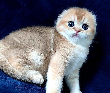 Продажа кошек: Скотиш Фолд (Шотландская вислоухая), 2 месяца, Девочка, Золотая шиншилла — 1