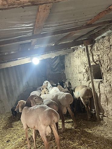 Продаю | Баран (самец) | Гиссарская, Полукровка | На забой, Для разведения, Для шерсти | Осеменитель at lalafo.kg — 1 Продаю | Баран (самец) | Гиссарская, Полукровка | На забой, Для разведения, Для шерсти | Осеменитель — 1