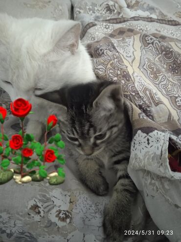рыжий пятнистый кот купить: Ждём мам и пап в добрый рука только порода ангорка с персидским