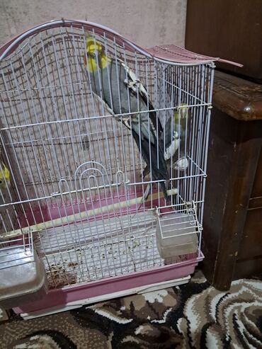 Yuvalar: Qefesderin her biri satilir — 12