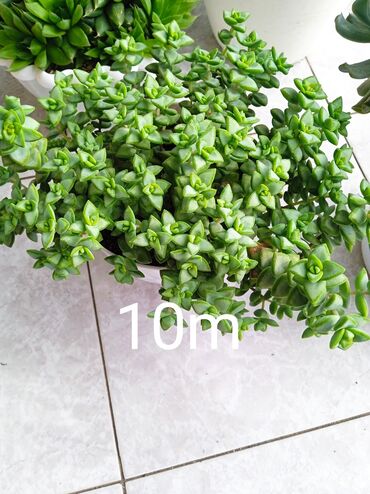 Otaq bitkiləri: Sukulənlər – müxtəlif növlər birbaşa qabda - Qab 1: Eyni qabda iki — 2