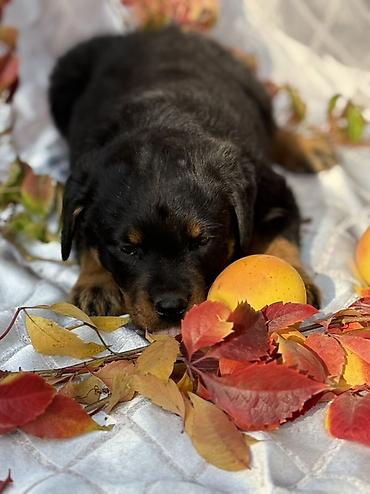 Продажа собак: Щенок породы ротвейлер Описание: - Породный щенок с классическим — 6