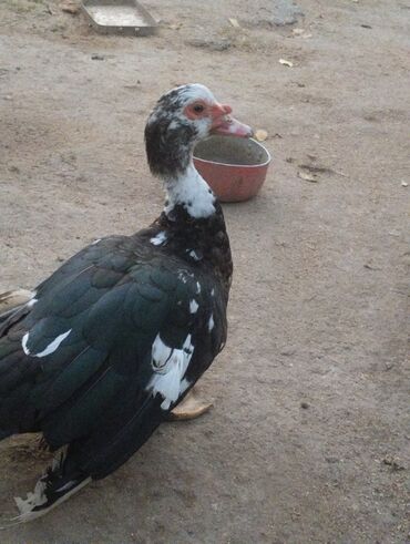 Ördəklər: Satılır yetişkin dişilər 18 manata yetişkin erkekler isə 30 manata tam — 6