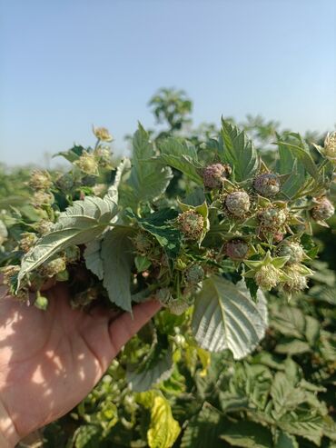 маркерная доска цена бишкек: Продаю саженцы малина 
сорт (доллар)
2гектара 
полностью 
цена 10 сом