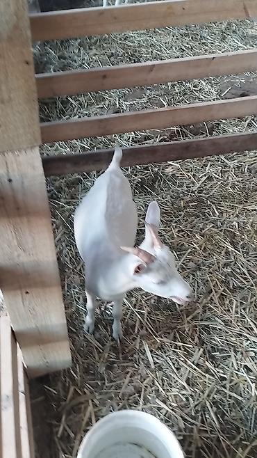 каракол животные: Продаю | Коза (самка) | Для разведения — 9
