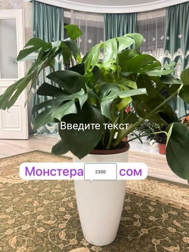 купе шкаф цена: Декоративдик гүлдөр