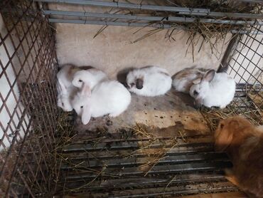 dovsan balasi satilir: Holland lop dovsanlarıdır 1 ededı 10 manat