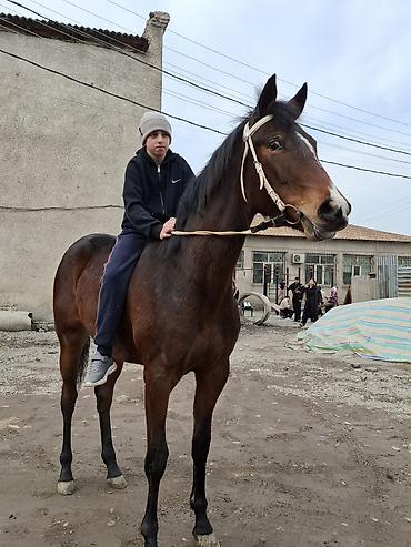 Лошади, кони: Продаю | Кобыла (самка) | Английская — 1